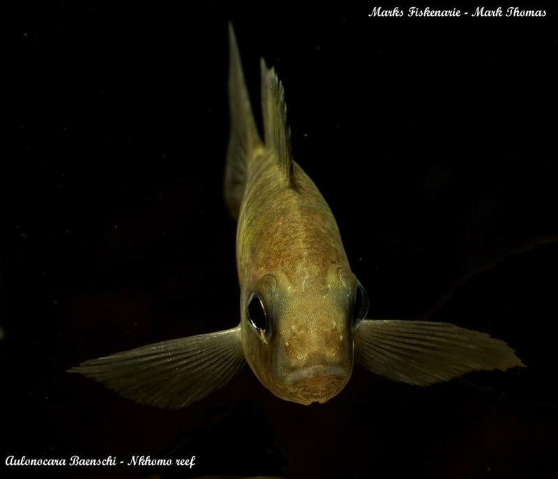 Aulonocara baenschi 'Nkhomo Reef'